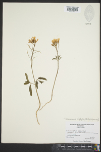 Cardamine diphylla image