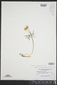 Cardamine dissecta image