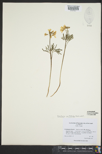 Cardamine dissecta image