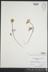 Cardamine dissecta image