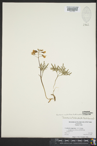 Cardamine dissecta image