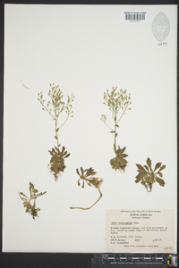 Draba ramosissima image