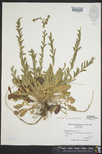 Lepidium campestre image