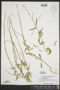 Sisymbrium officinale image