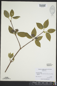 Calycanthus floridus var. floridus image