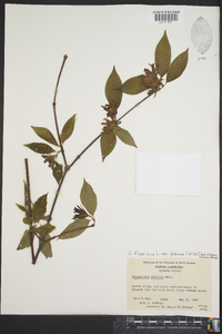 Calycanthus floridus var. glaucus image