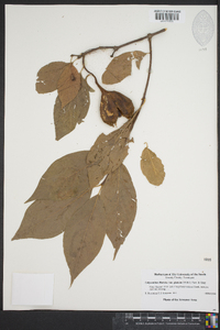 Calycanthus floridus var. glaucus image