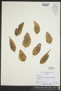 Celtis laevigata image