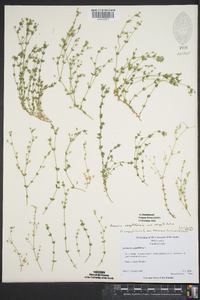 Arenaria serpyllifolia var. serpyllifolia image