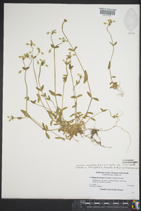 Cerastium brachypetalum image