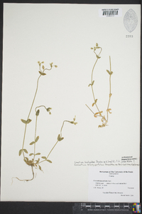 Cerastium brachypetalum image