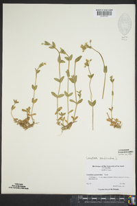 Cerastium semidecandrum image