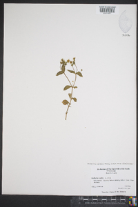 Stellaria pubera image