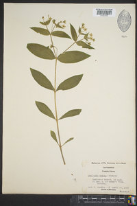 Stellaria pubera image