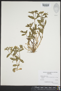 Stellaria pubera image