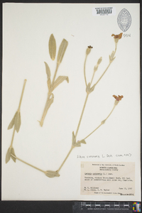 Silene coronaria image