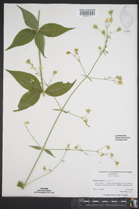 Silene stellata image