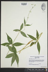 Silene stellata image