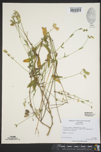 Silene vulgaris image