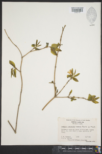 Lonicera canadensis image