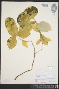 Lonicera dioica image