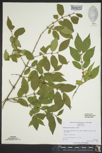 Lonicera maackii image