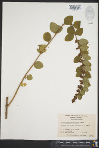 Symphoricarpos orbiculatus image