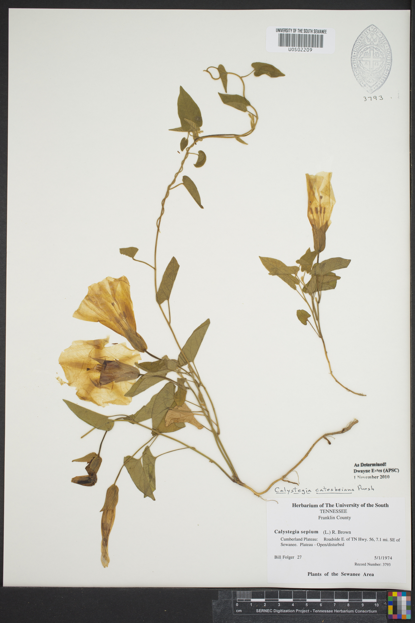 Calystegia catesbeiana image