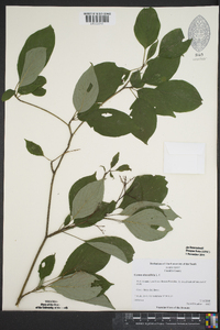 Cornus alternifolia image