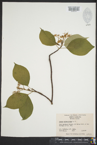 Cornus alternifolia image