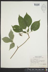 Cornus alternifolia image