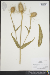 Dipsacus fullonum image