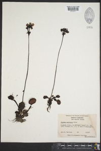 Dionaea muscipula image