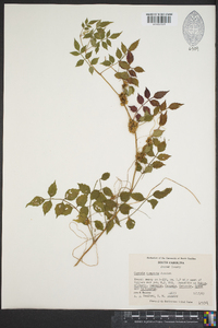 Cuscuta compacta image