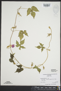 Ipomoea hederacea image