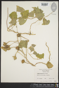 Ipomoea macrorhiza image