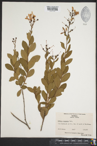 Bejaria racemosa image