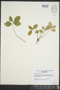 Gaultheria procumbens image