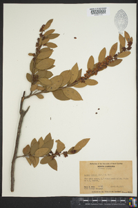 Lyonia lucida image