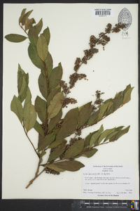 Lyonia ligustrina var. ligustrina image