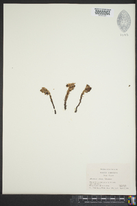 Monotropsis odorata image