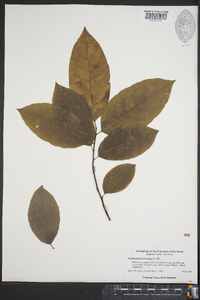 Oxydendrum arboreum image