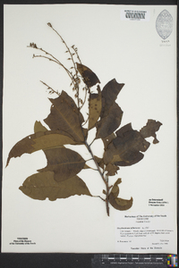 Oxydendrum arboreum image