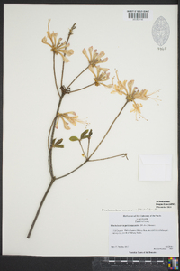 Rhododendron canescens image