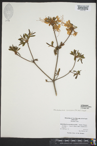 Rhododendron canescens image