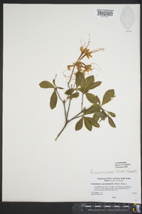 Rhododendron canescens image