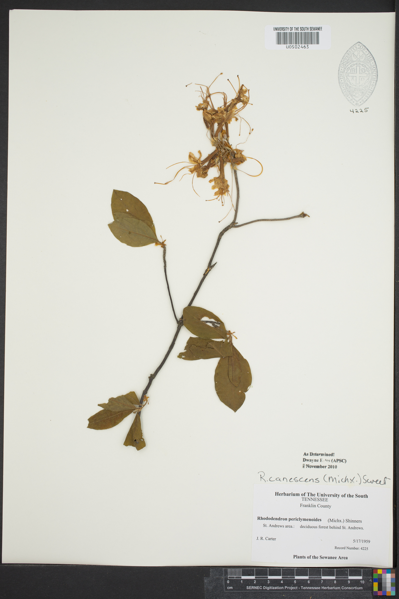 Rhododendron canescens image