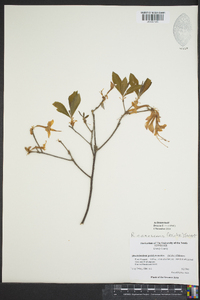 Rhododendron canescens image