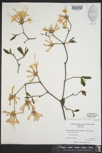 Rhododendron canescens image
