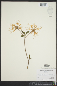 Rhododendron canescens image